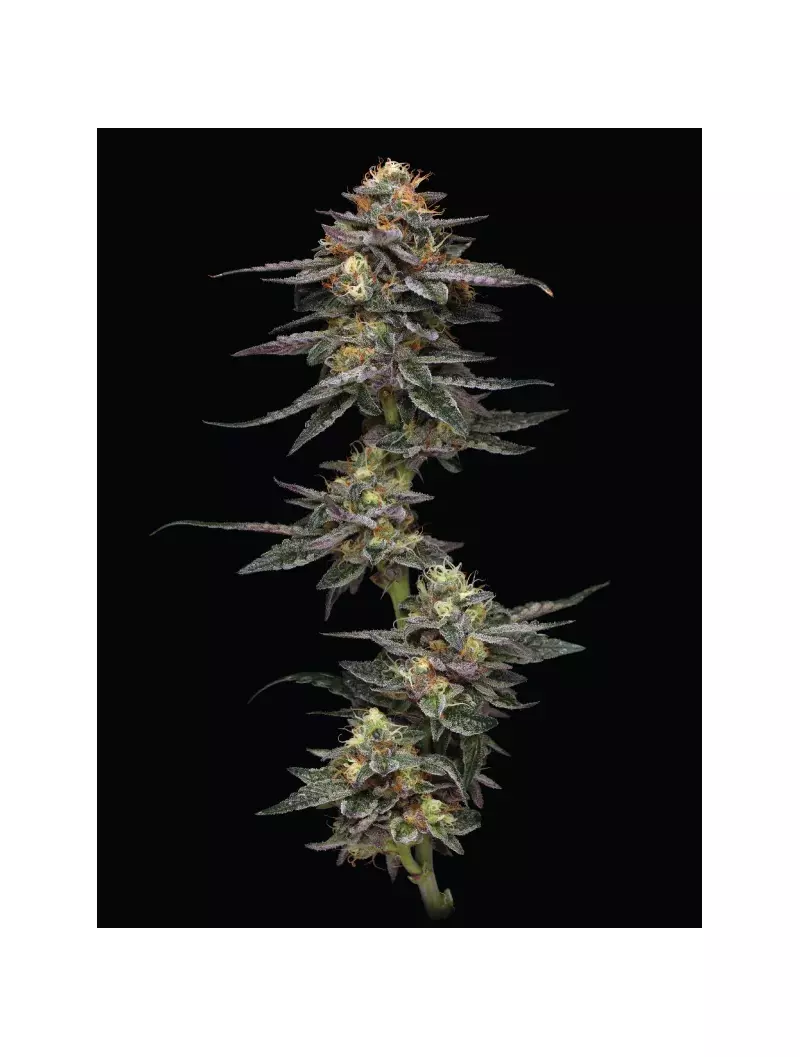 Vanilla Frosting, Фасовка: 3, изображение 2